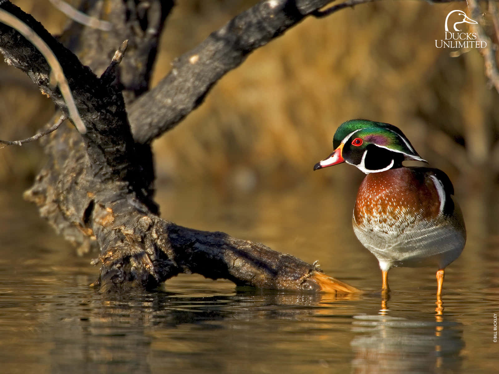 download-duck-hunting-to-the-core-wallpaper-wallpapers