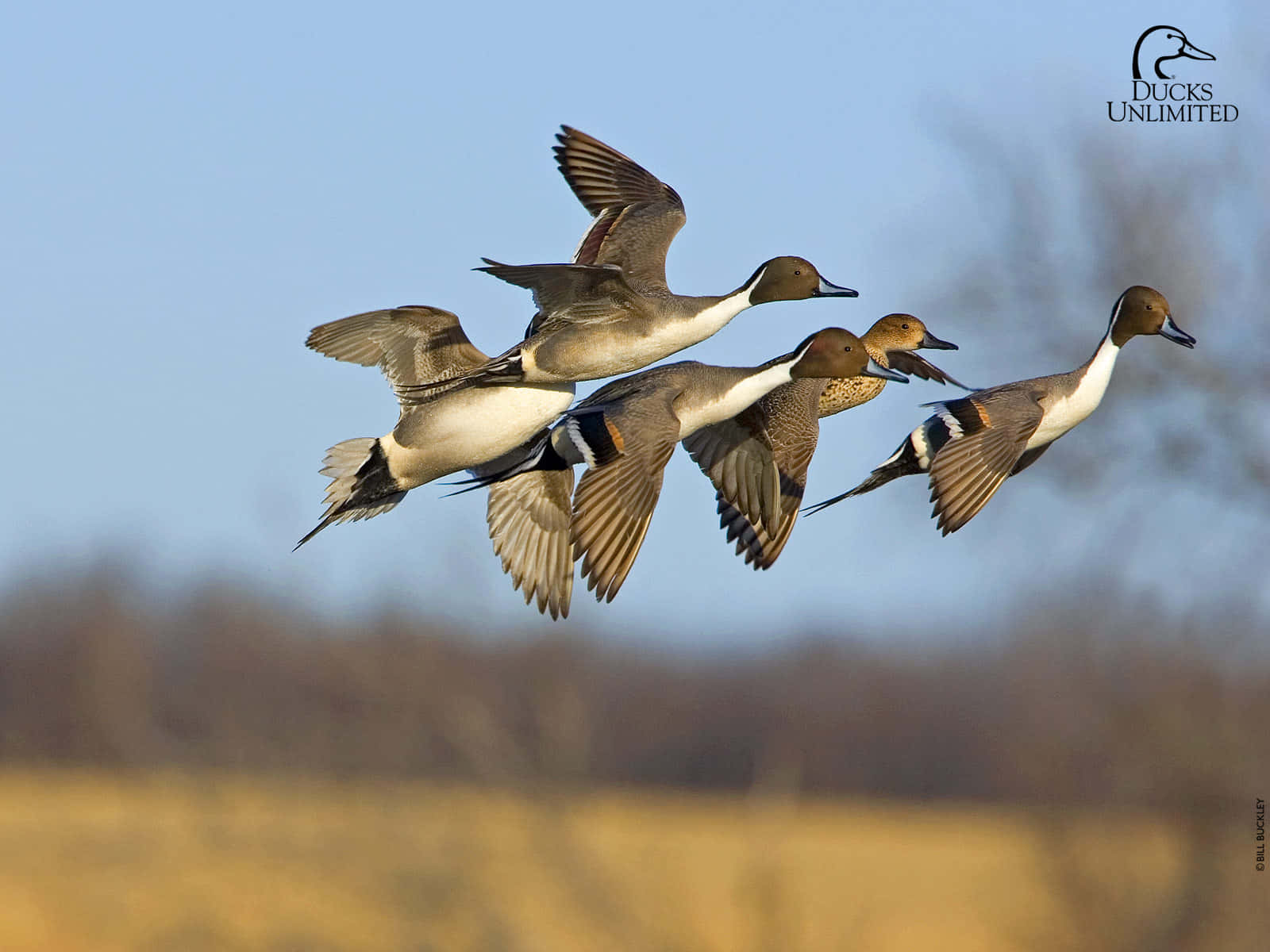 Get Ready for Duck Hunting Season with This Dynamic Desktop Wallpaper