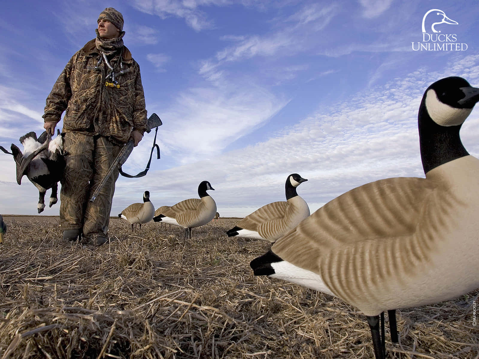 A duck hunter remains focused on his prey before pulling the trigger Wallpaper