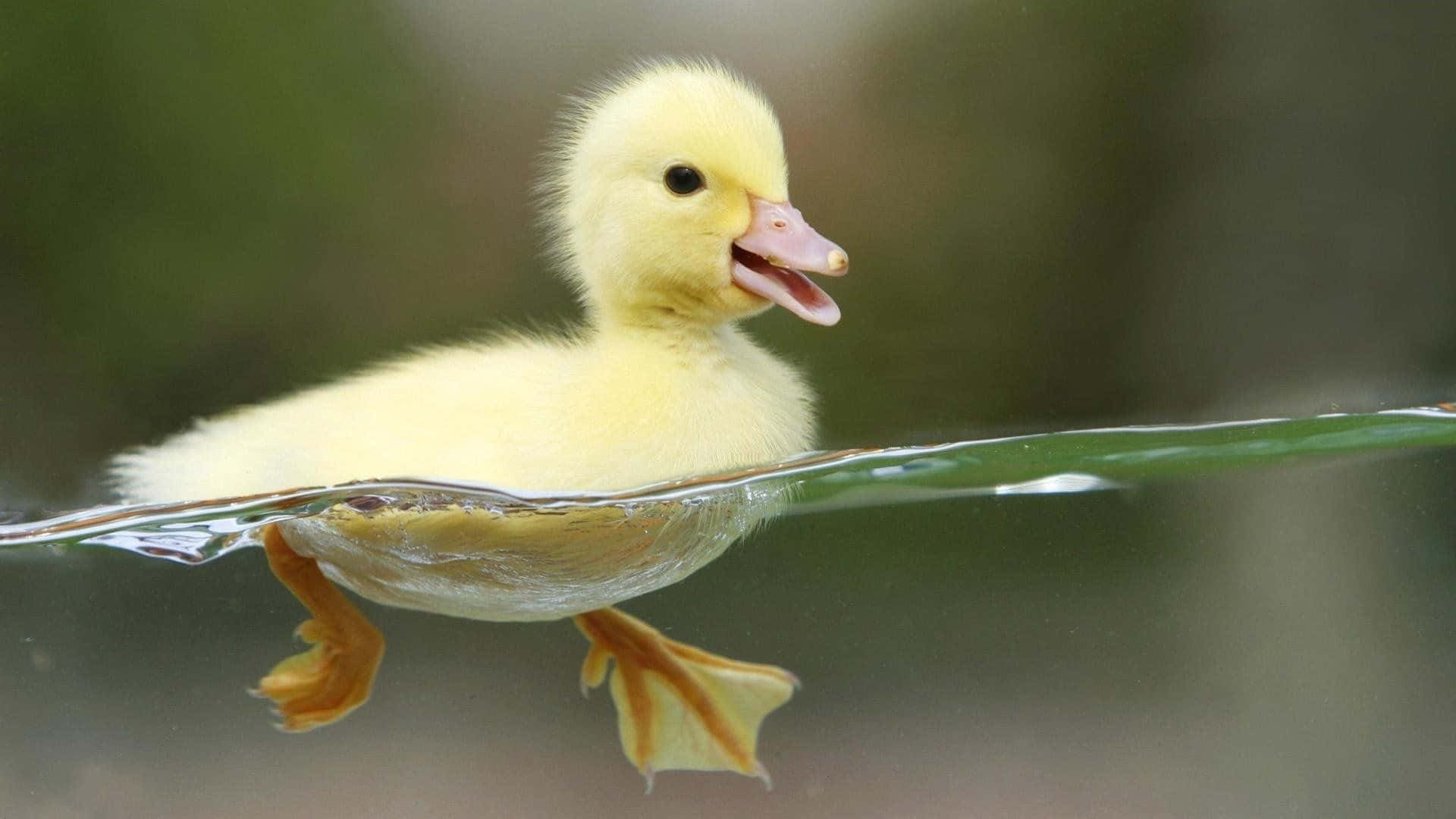 Swimming Duckling For Duck Hunting Desktop Wallpaper