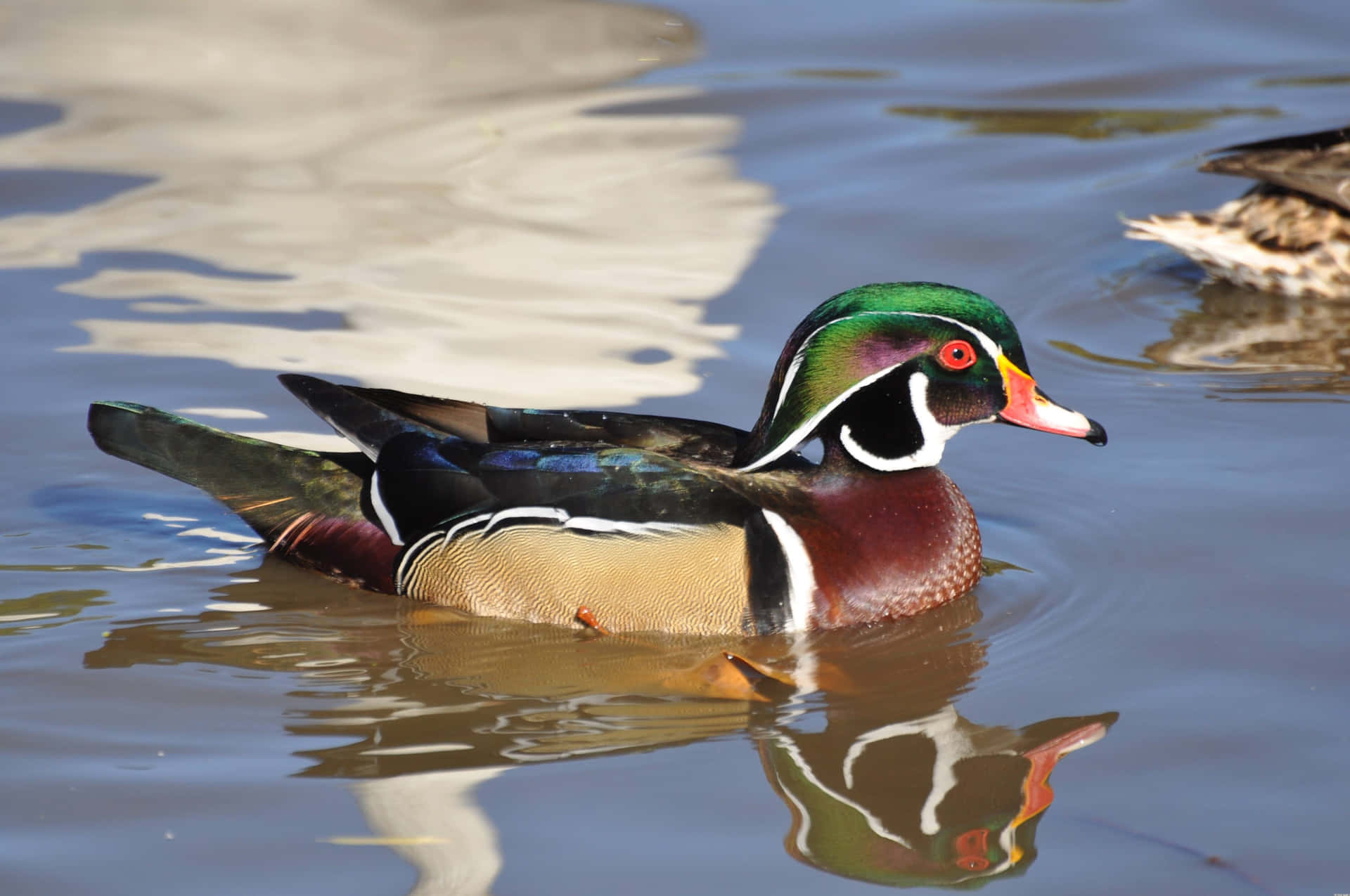 Colorful Duck Swimming For Duck Hunting Desktop Wallpaper