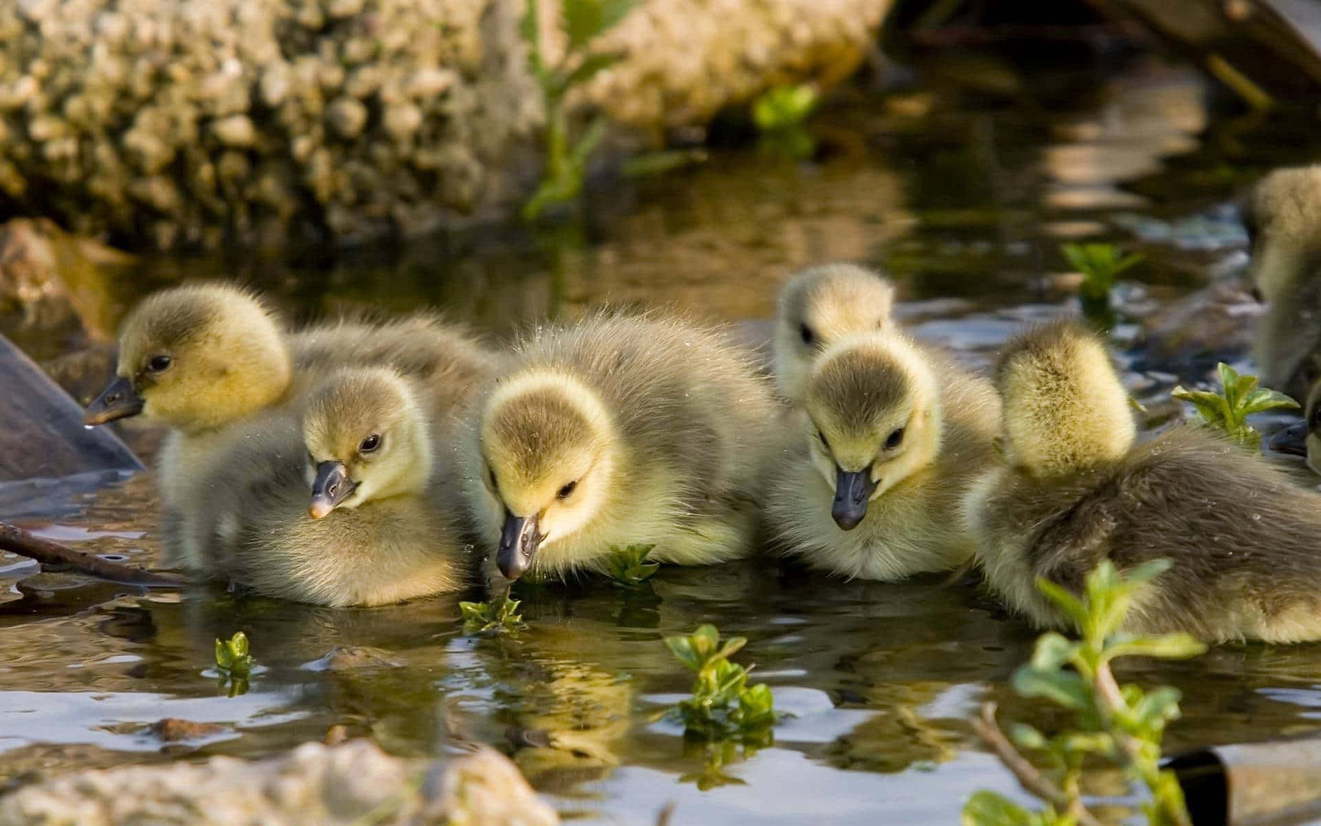 Ducklings Feeding In River Duck Hunting Desktop Wallpaper