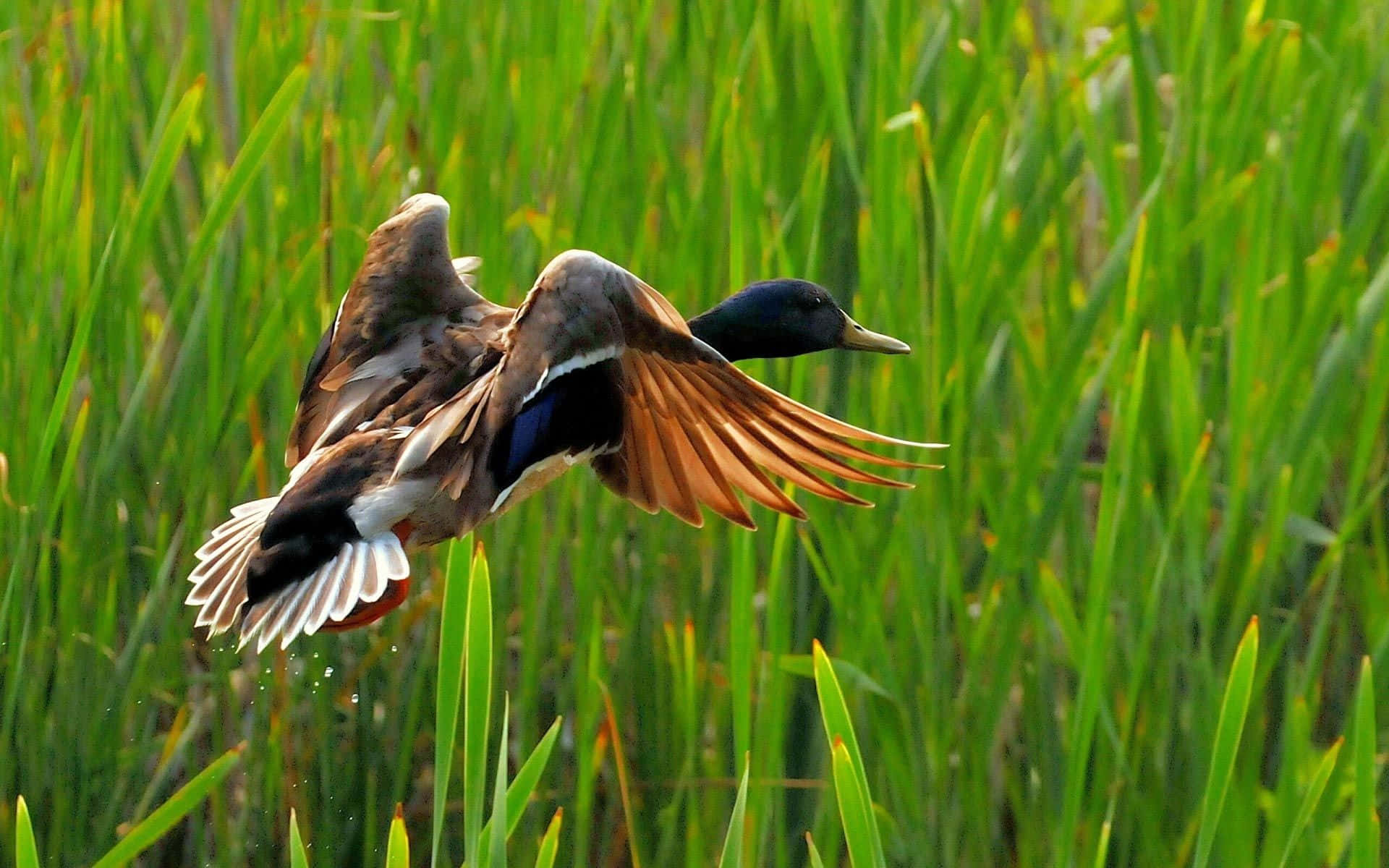 Flying Duck For Duck Hunting Desktop Wallpaper