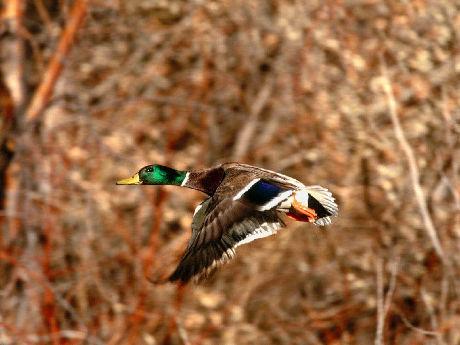 Mallard In Flight For Duck Hunting Desktop Wallpaper