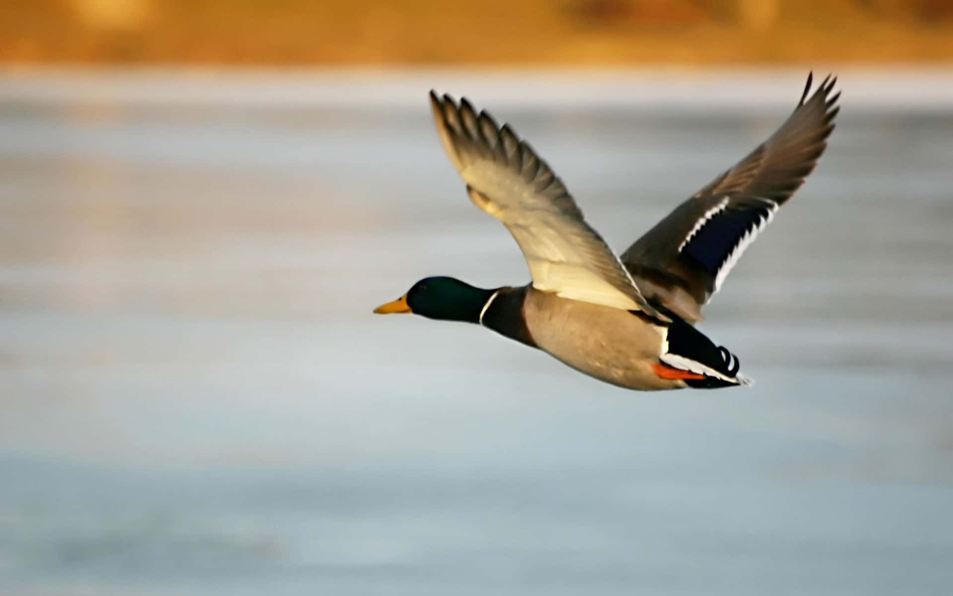 Duck hunting HD wallpapers  Pxfuel