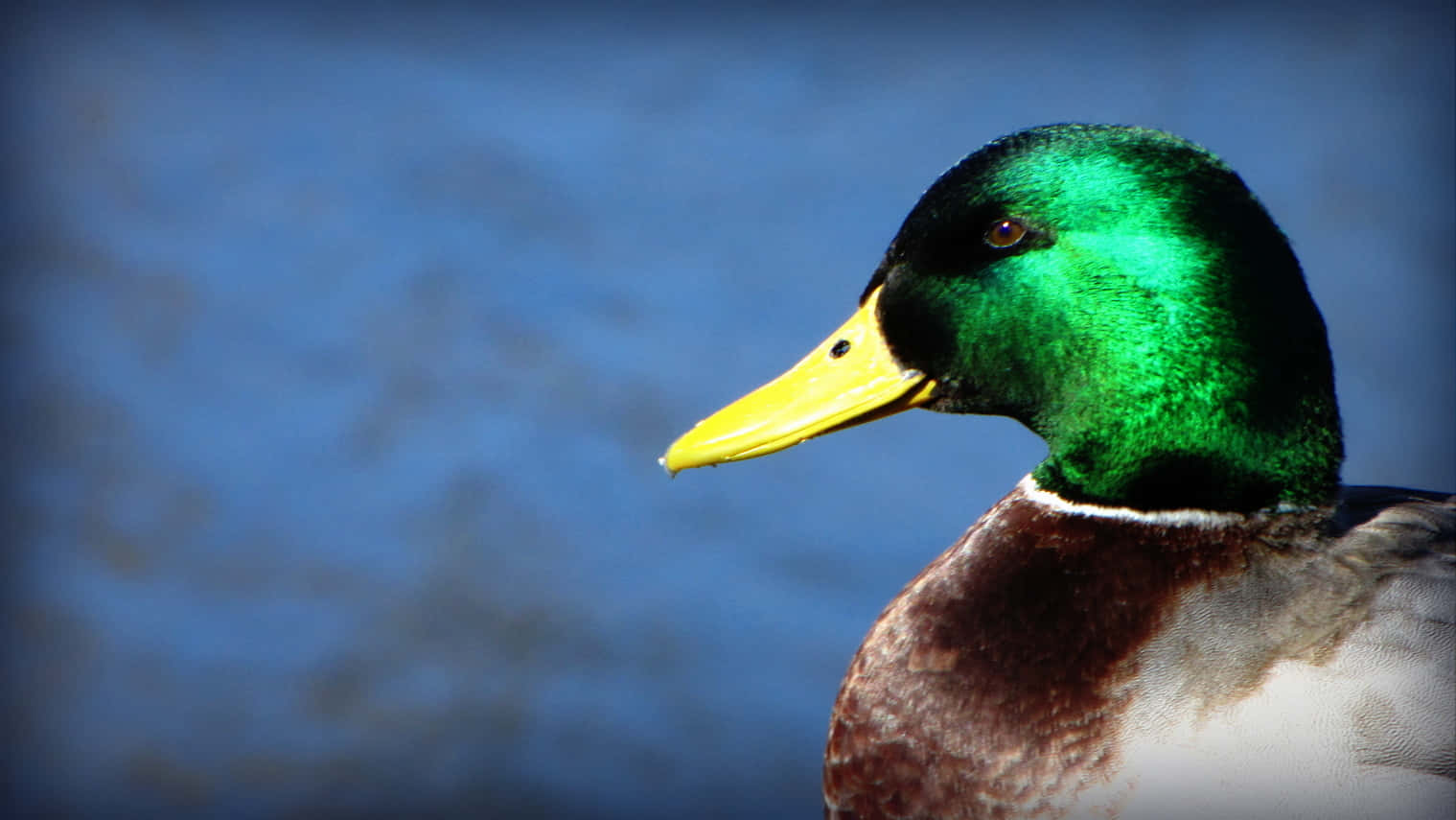 Mallard Duck For Duck Hunting Desktop Wallpaper