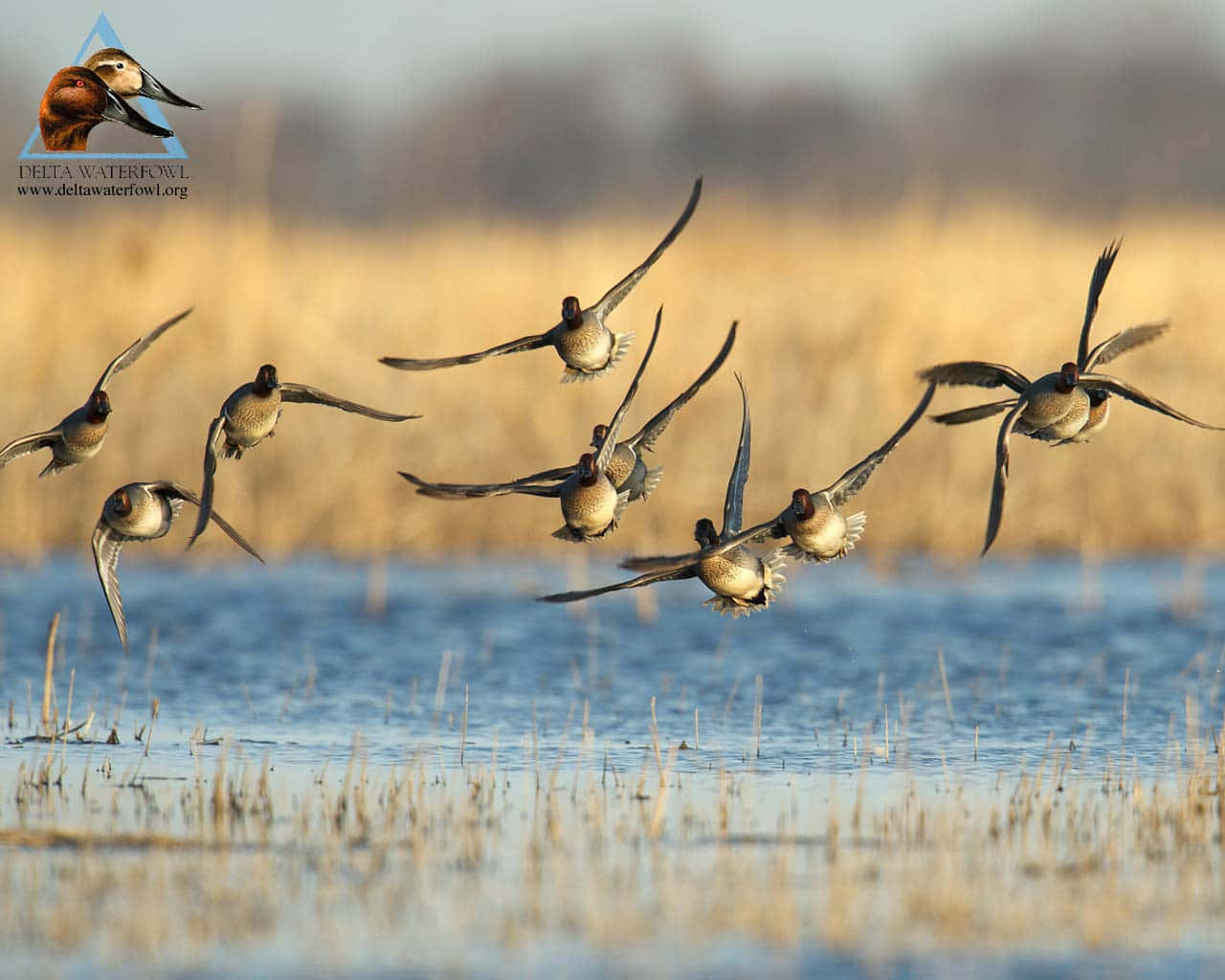 Ducks Flying Over Marsh For Duck Hunting Desktop Wallpaper