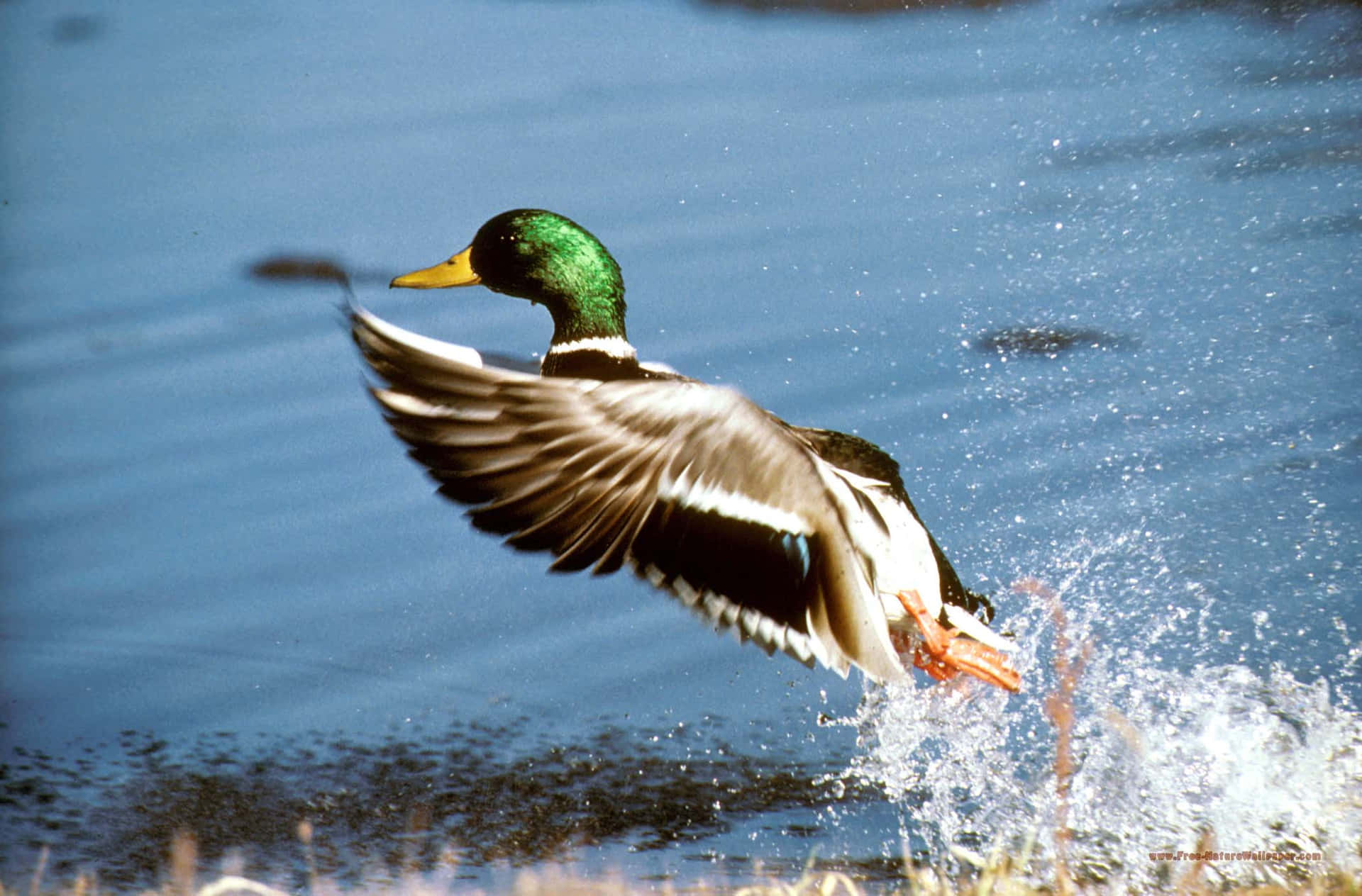 Waterfowl Wallpapers  Top Free Waterfowl Backgrounds  WallpaperAccess
