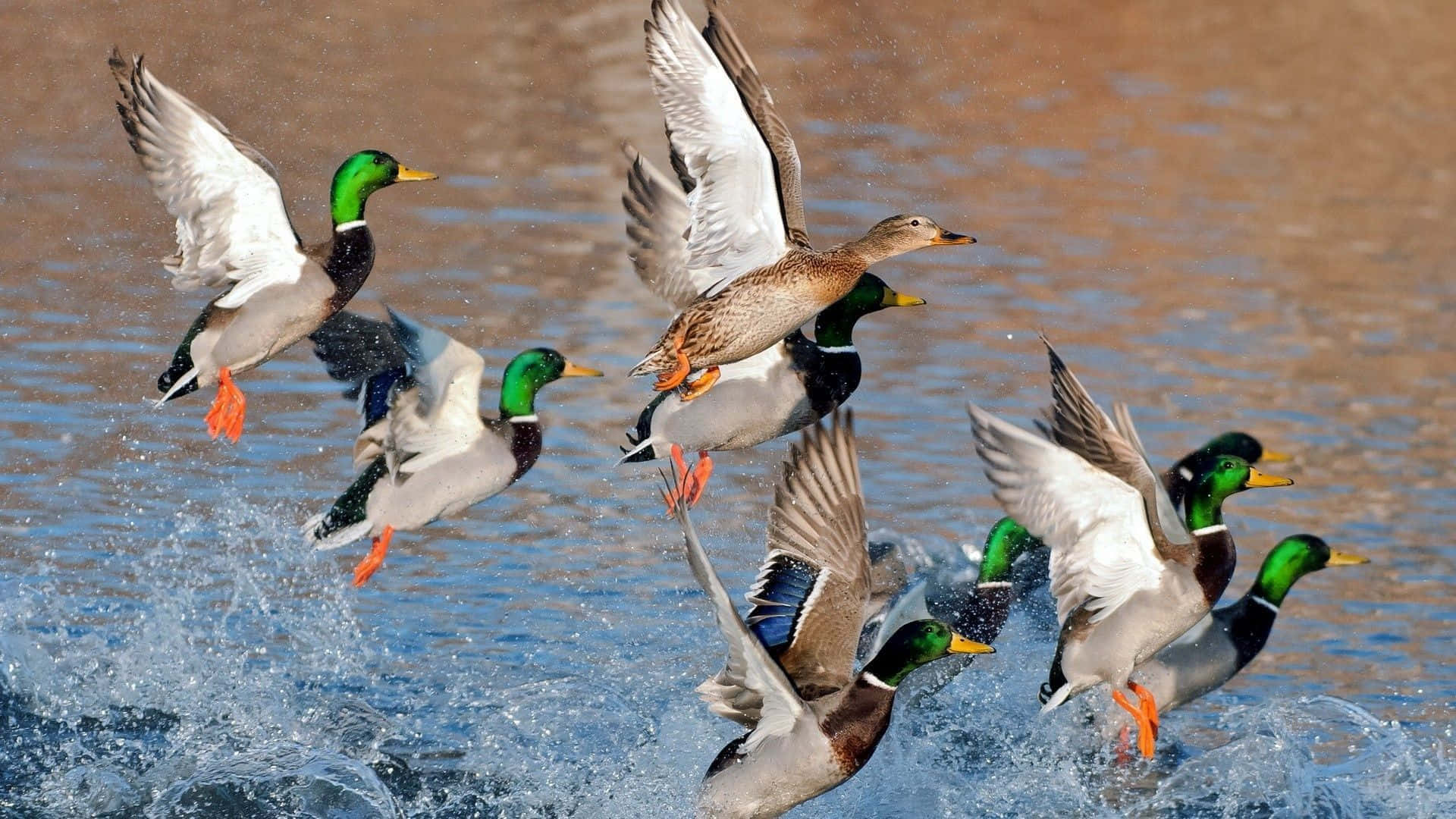 Flying Out Of Water Duck Hunting Desktop Wallpaper