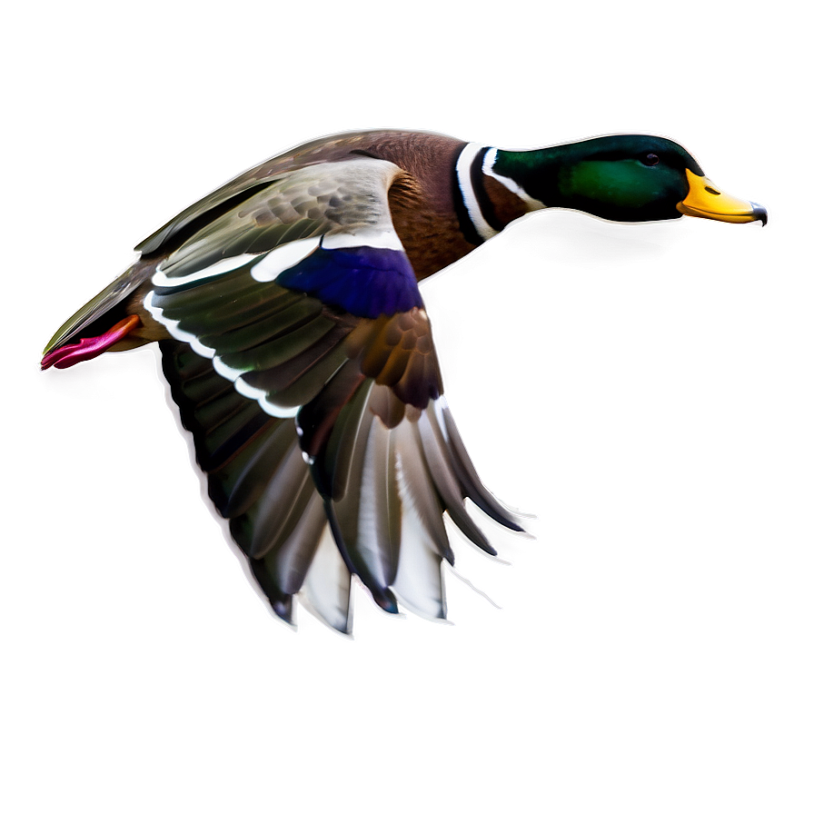 Duck In Flight Png Hpa PNG