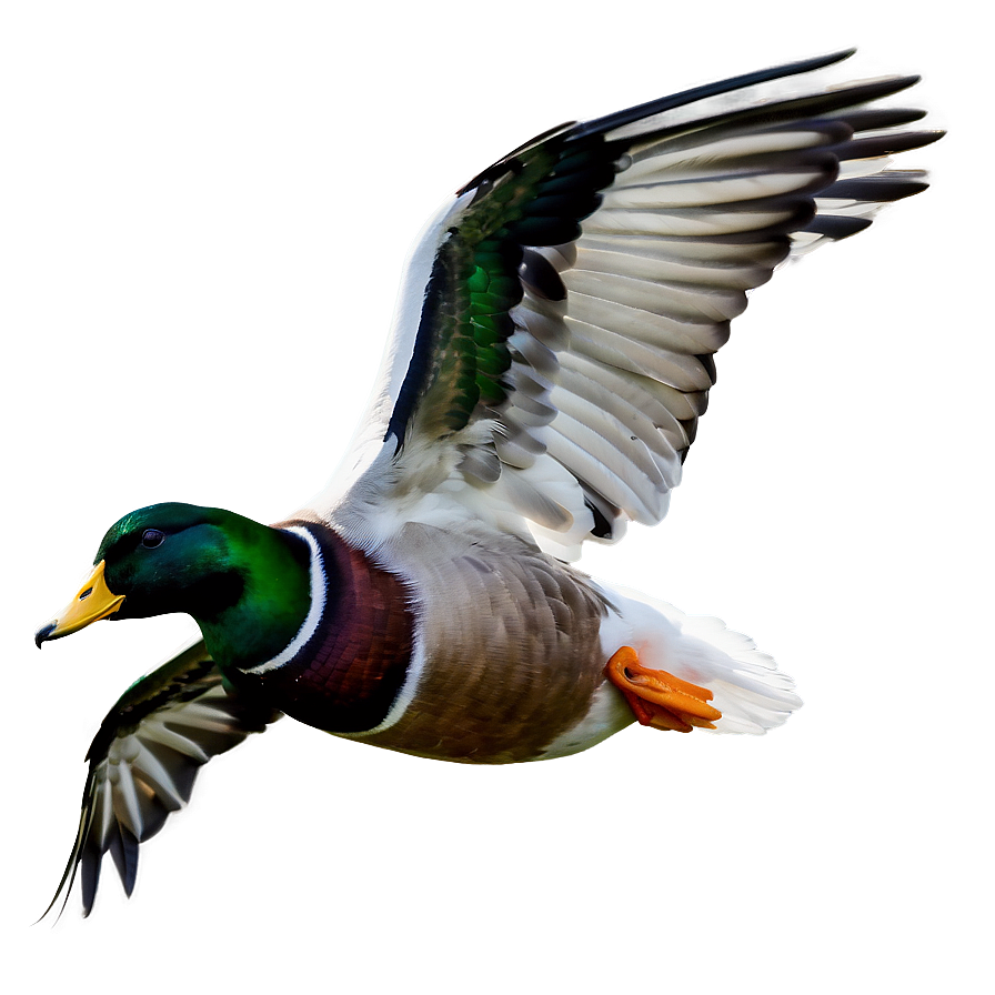 Duck In Flight Png Jgm67 PNG