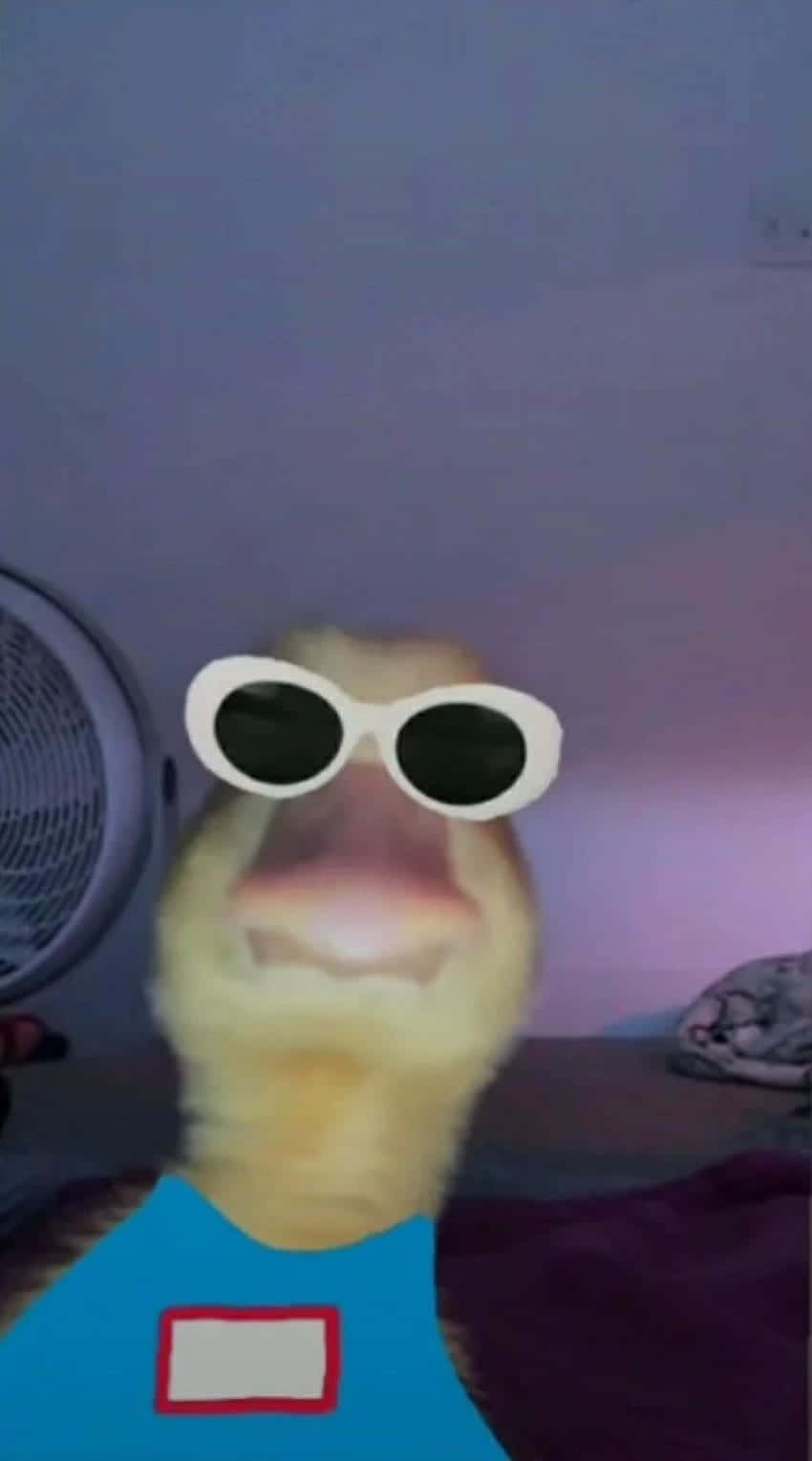 Duck In Sunglasses Weird Pfp Wallpaper