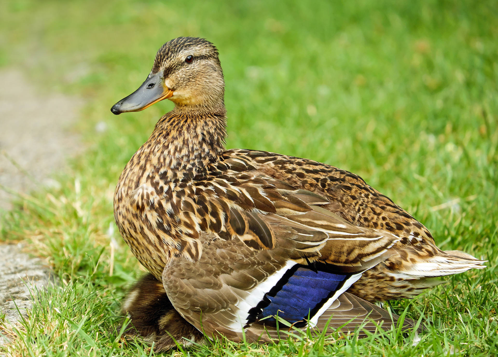 Duck In The Grass