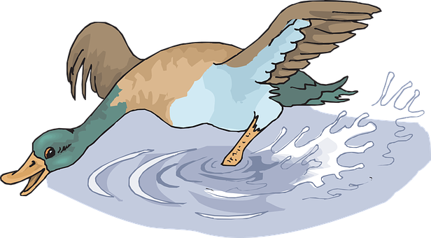 Duck Landingon Water Illustration PNG