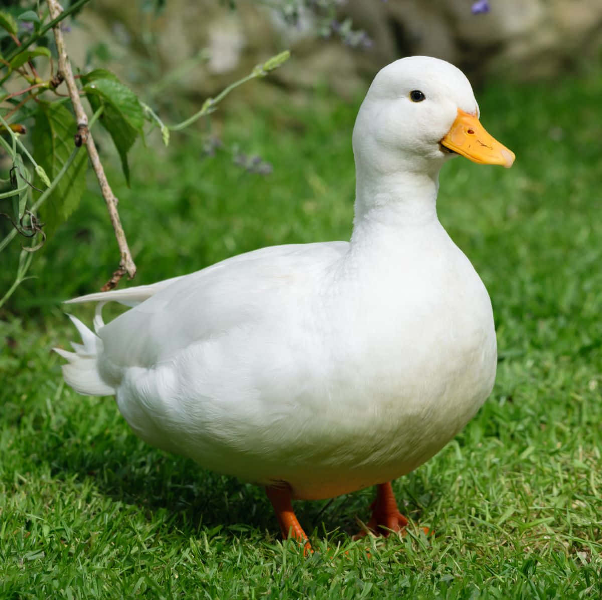 Quackquack - Eine Gelbe Ente Genießt Einen Schwimm In Einem Teich.