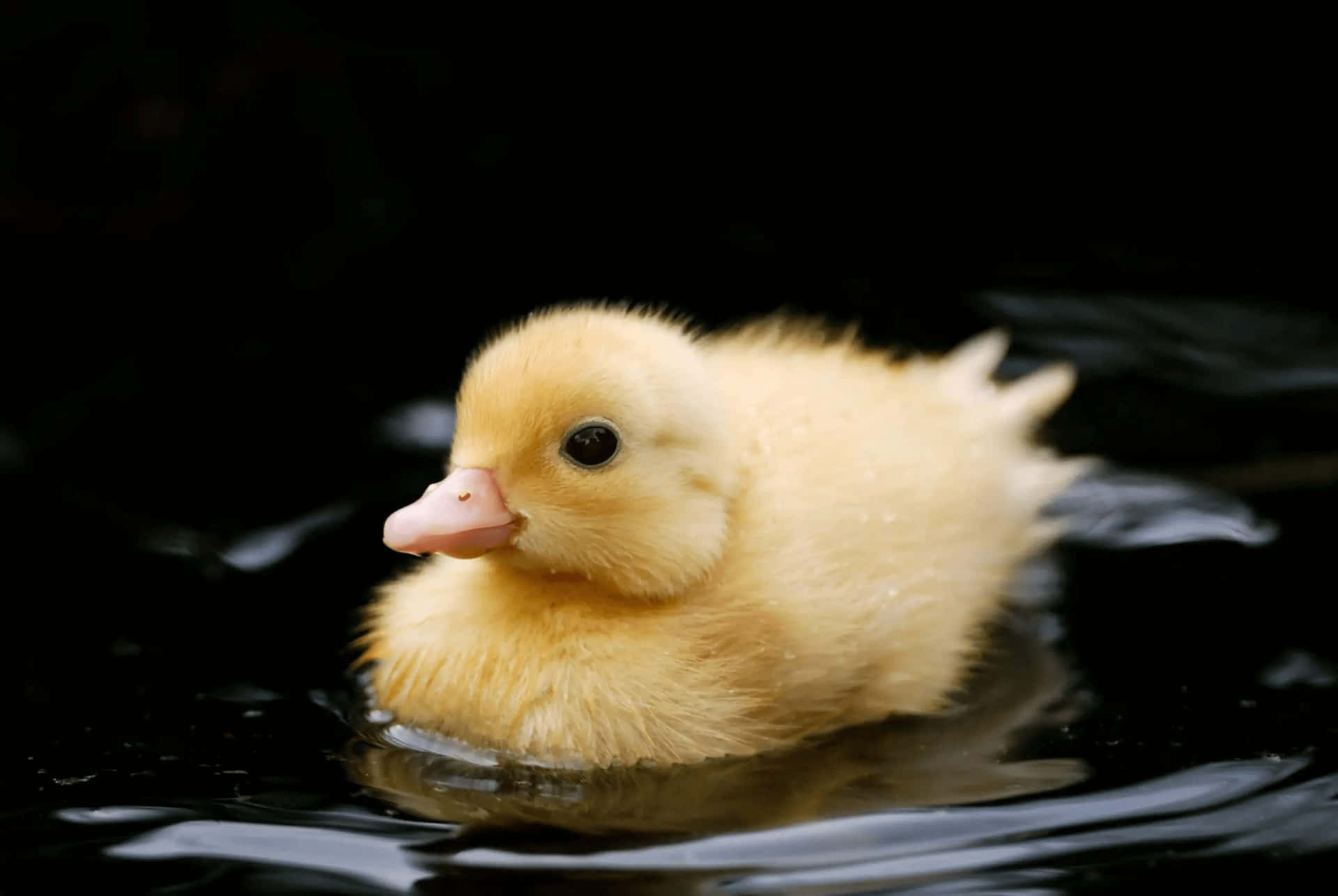 Einekleine Gelbe Ente Schwimmt Im Wasser.
