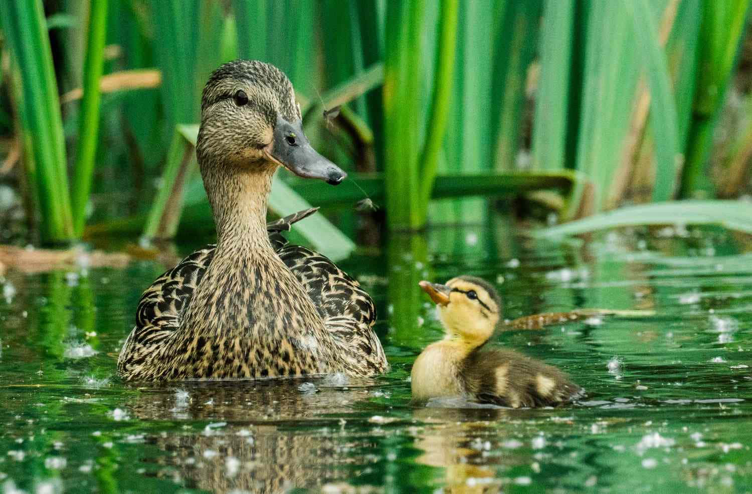 A beautiful duck enjoying an afternoon swim