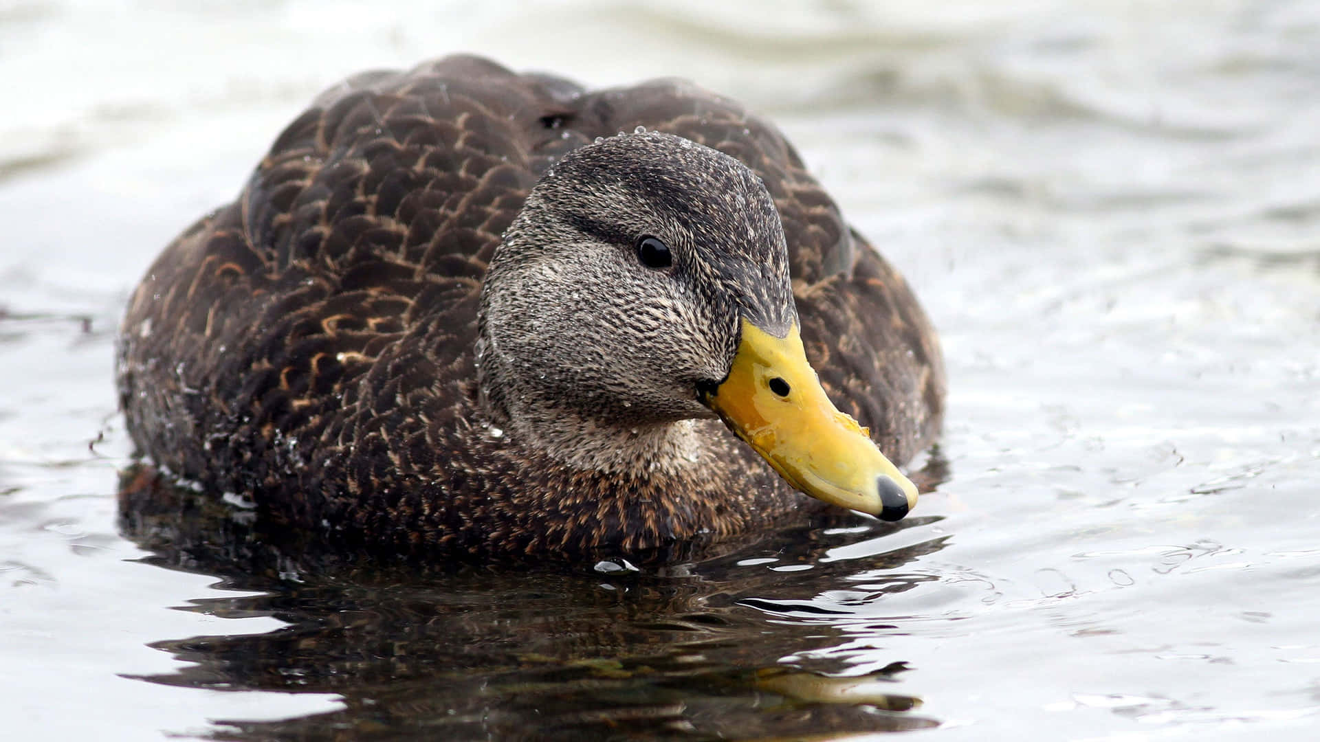 A Duck in a Calm Lake