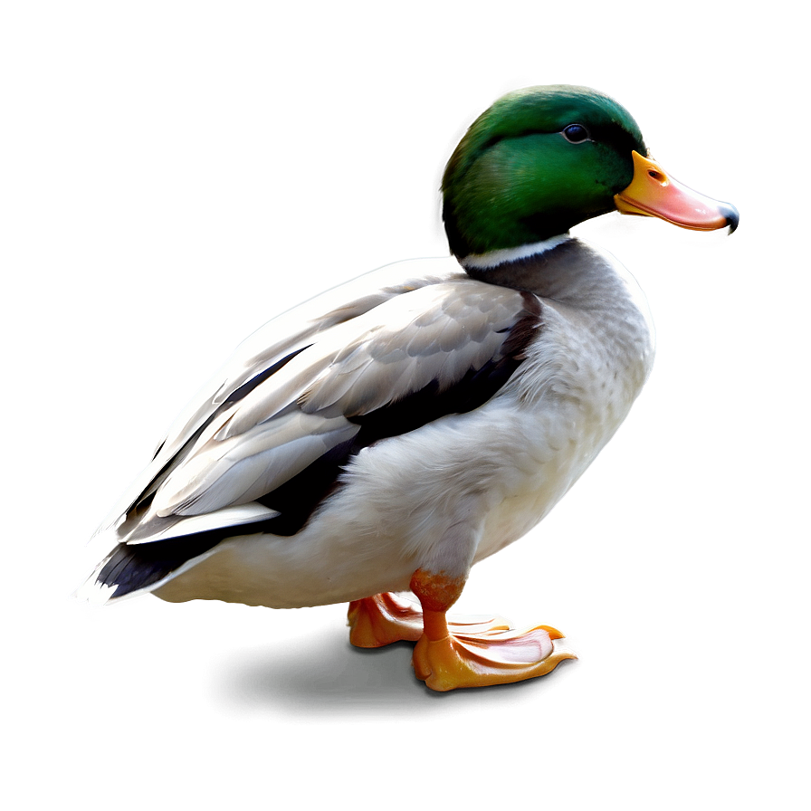 Duck Profile Png 16 PNG