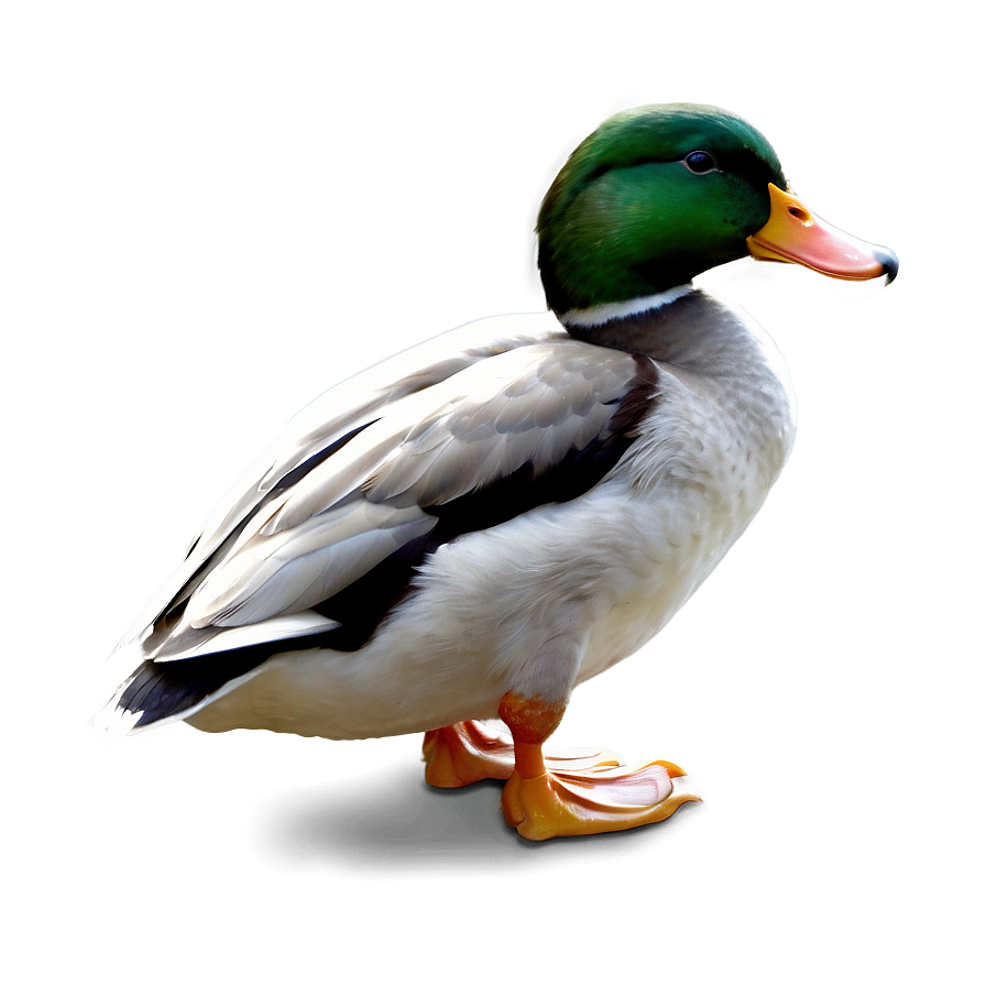 Download Duck Profile Png 16 | Wallpapers.com