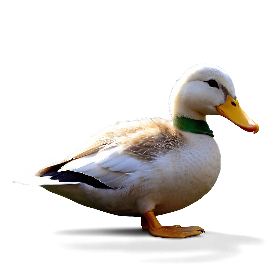Duck Reading Book Png Cqe50 PNG