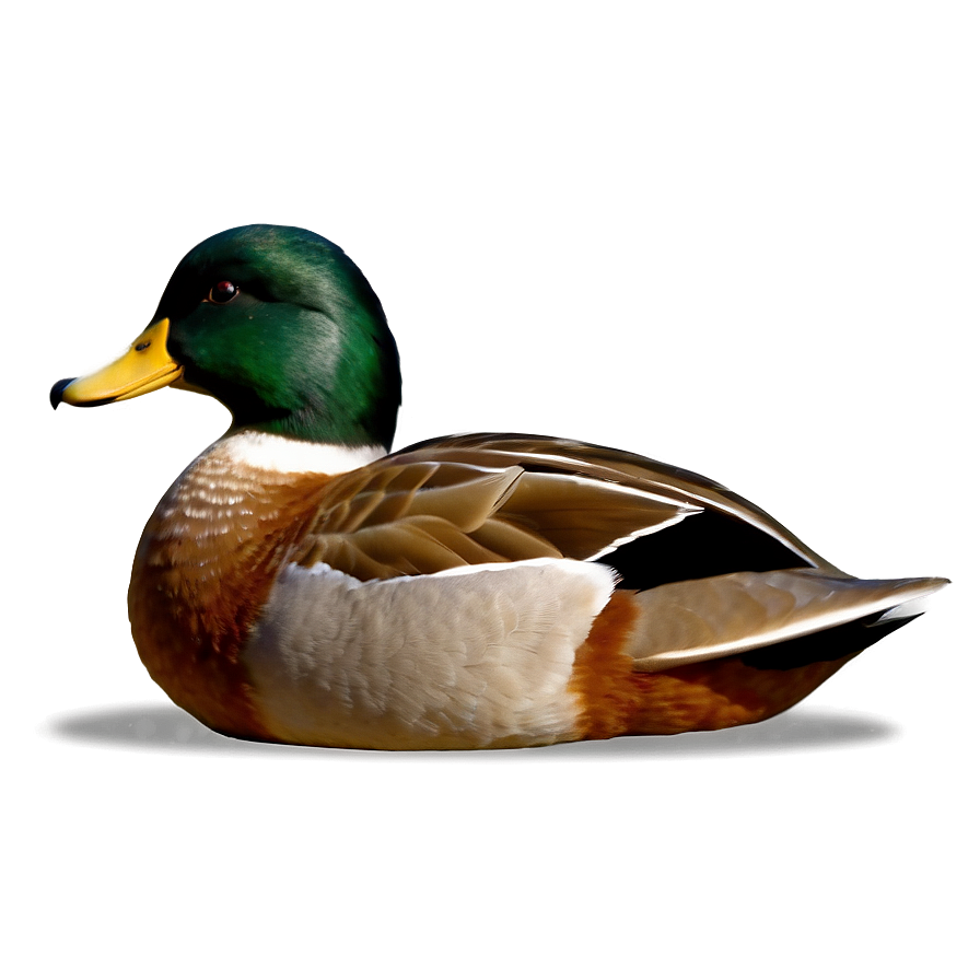 Duck Tail Png 06242024 PNG