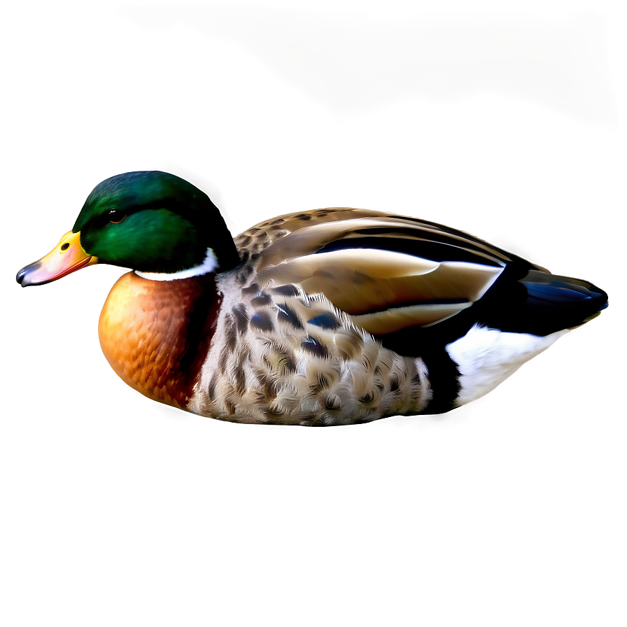 Duck Tail Png Sjd PNG