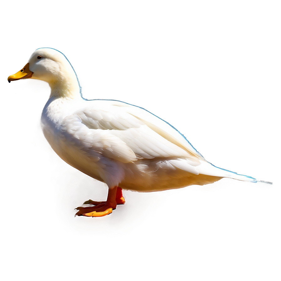 Duck Tail Png Wgy60 PNG