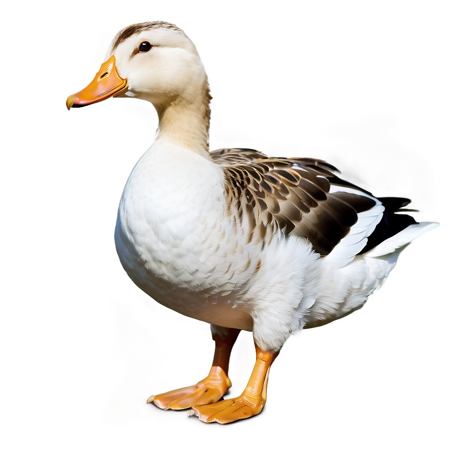 Duck Vs Goose Comparison Png 4 PNG