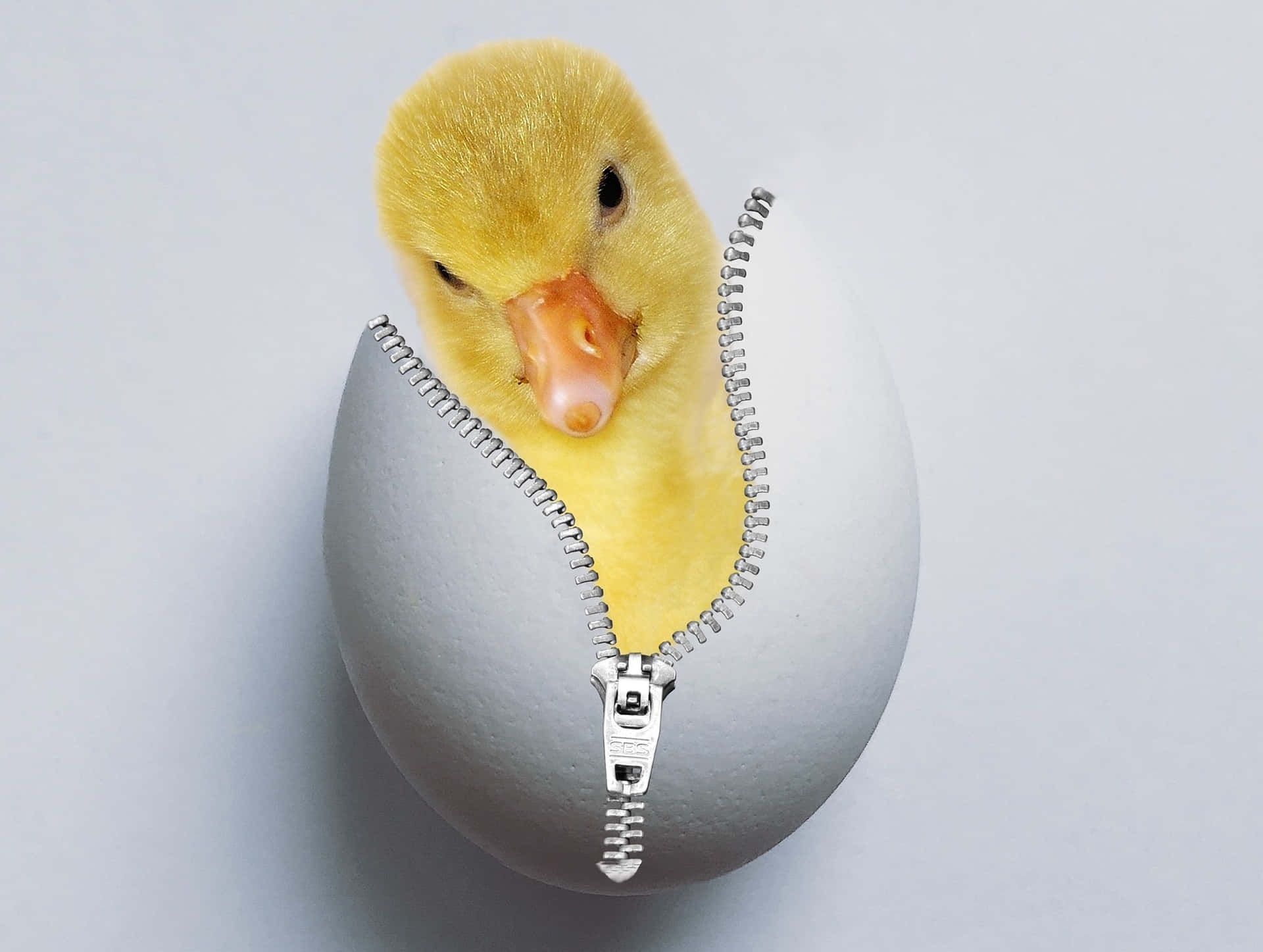 Duckling Hatching From Zippered Egg.jpg Wallpaper