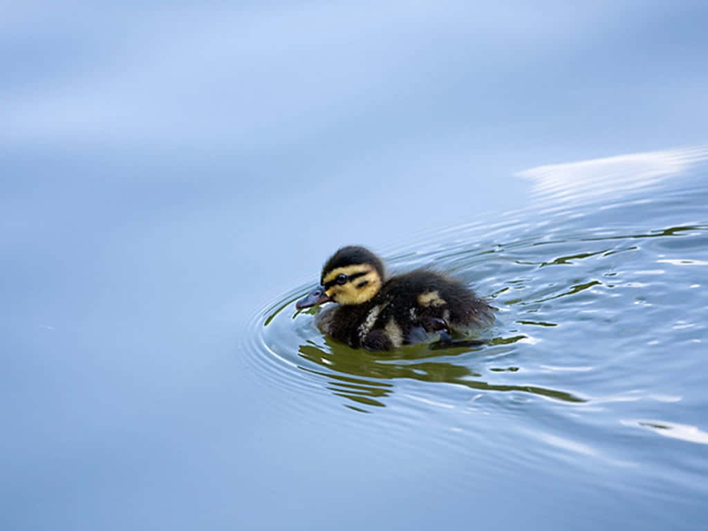 Duckling Swimmingin Pond.jpg Wallpaper