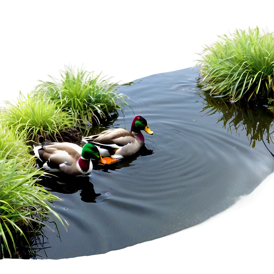 Ducks In Pond Png Dku4 PNG