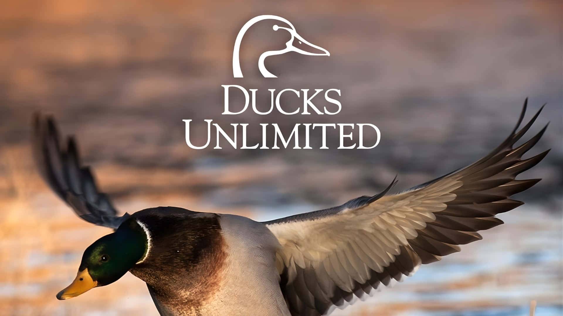 Ducks Unlimited Wallpapers