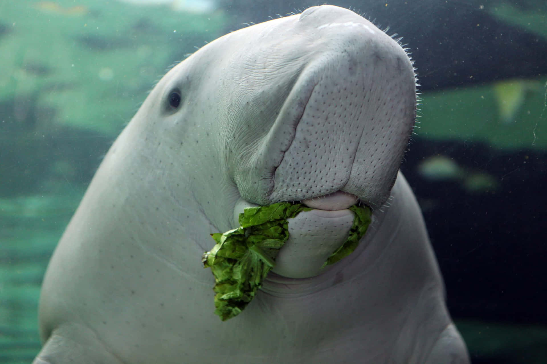 Dugong_ Eating_ Lettuce_ Underwater.jpg Wallpaper