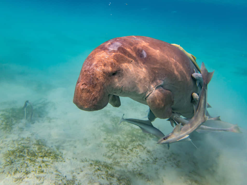 Download Dugong Surrounded By Fish Underwater Wallpaper | Wallpapers.com