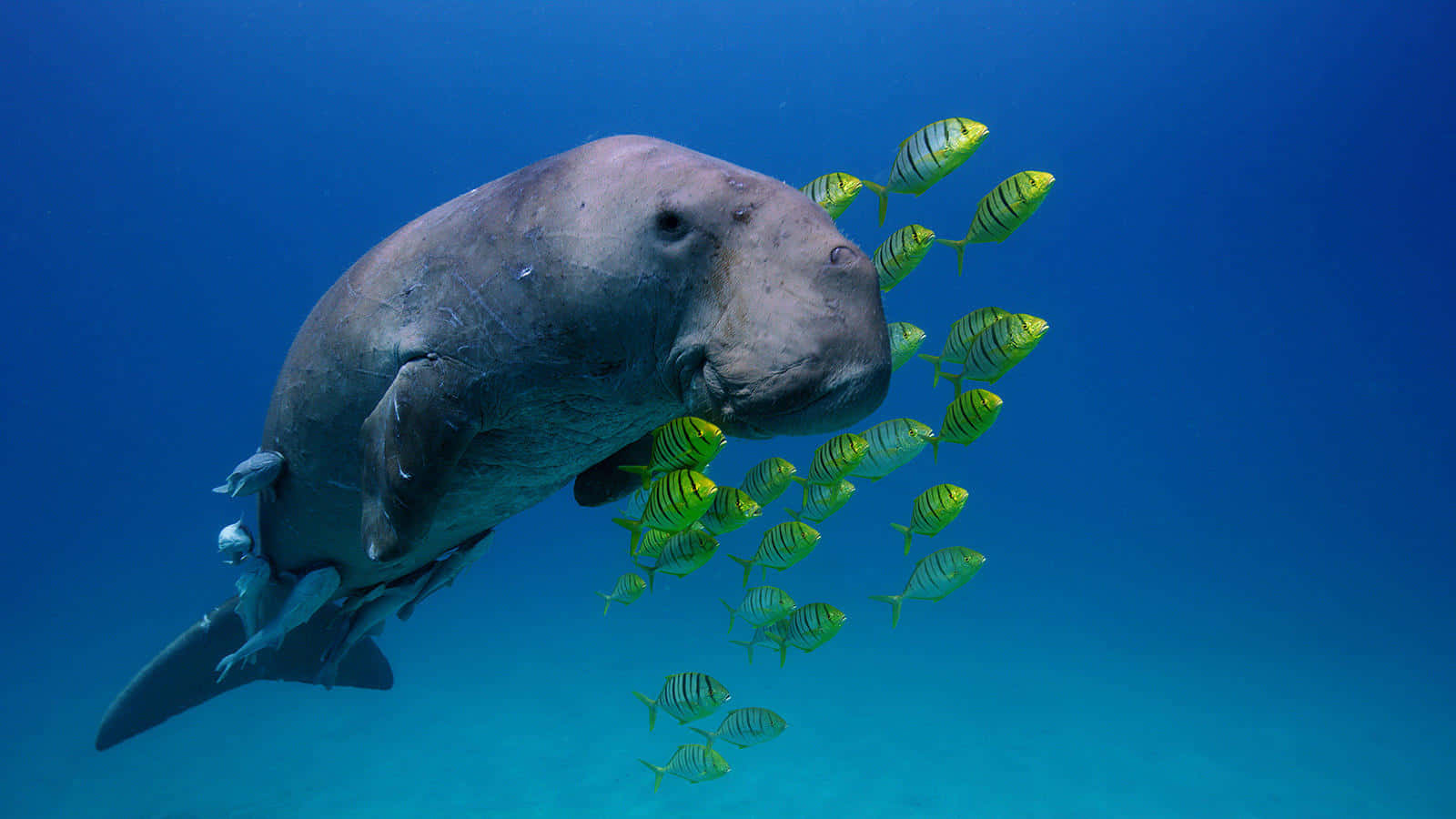 Dugong Surrounded By Yellow Striped Fish Wallpaper