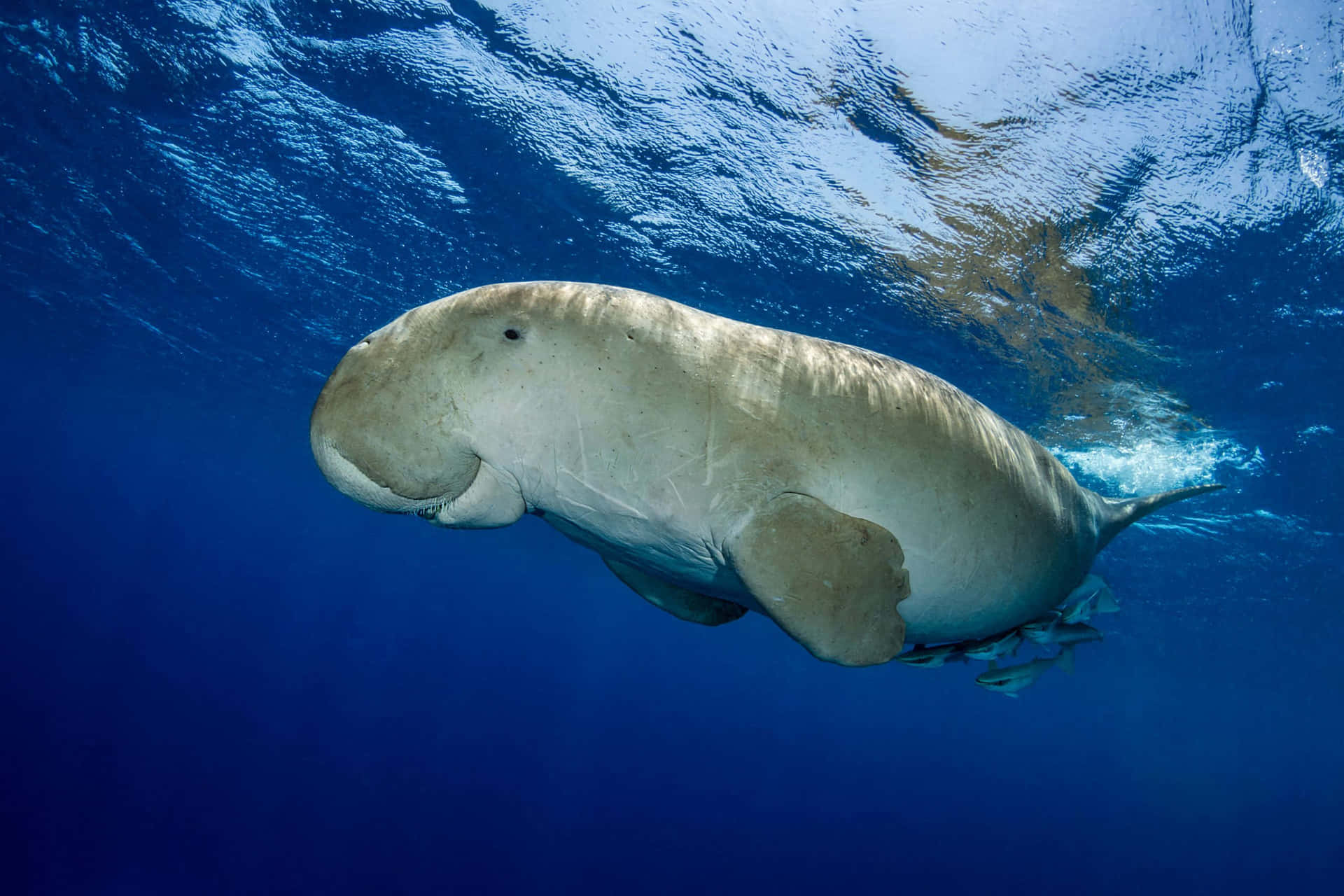 Dugong Swimming Underwater Wallpaper