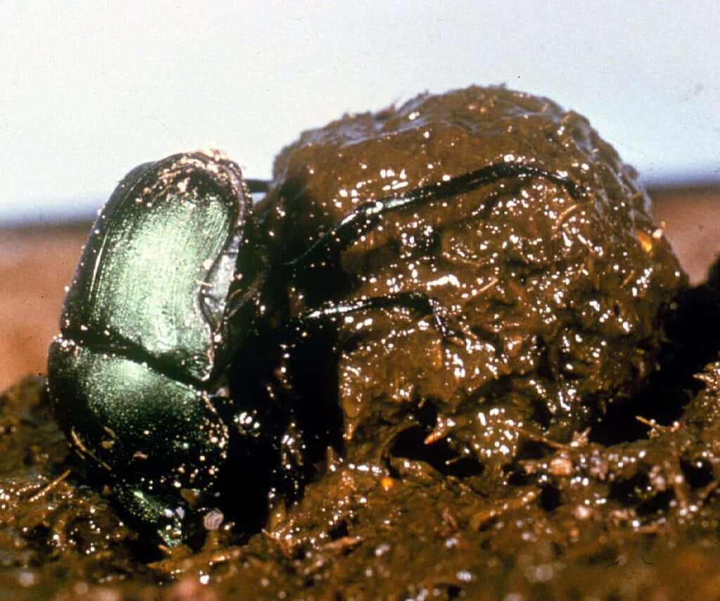 Dung Beetle At Work.jpg Wallpaper