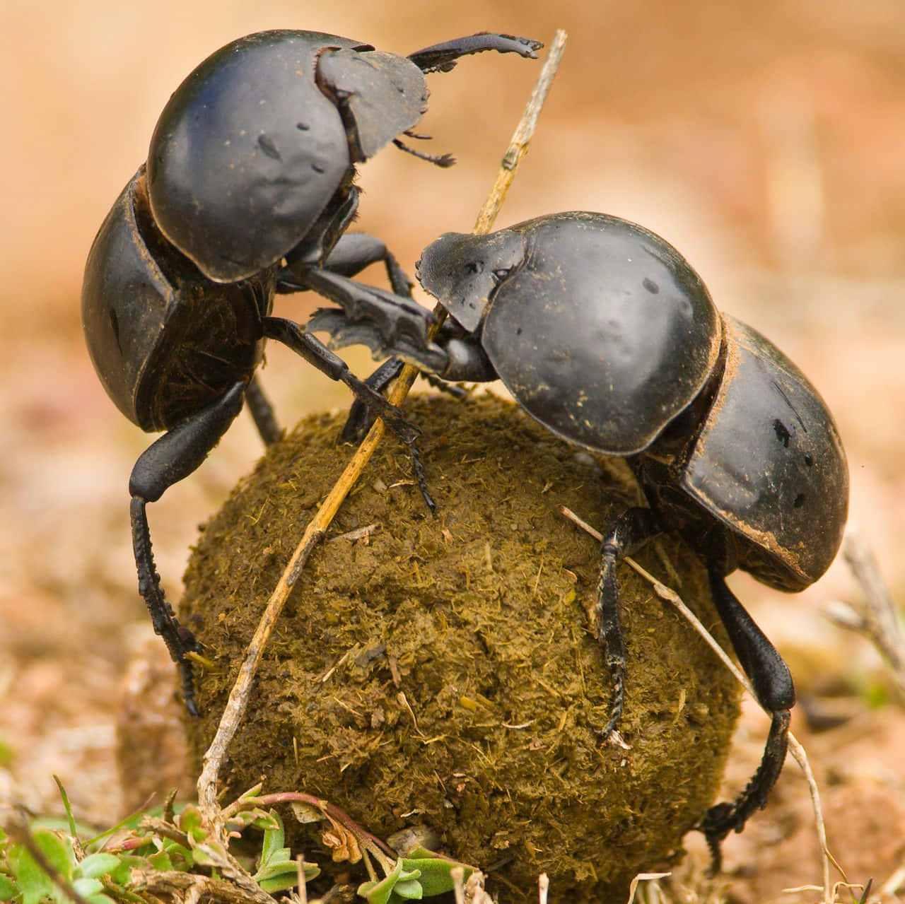 Dung Beetle Duo Rolling Ball Wallpaper