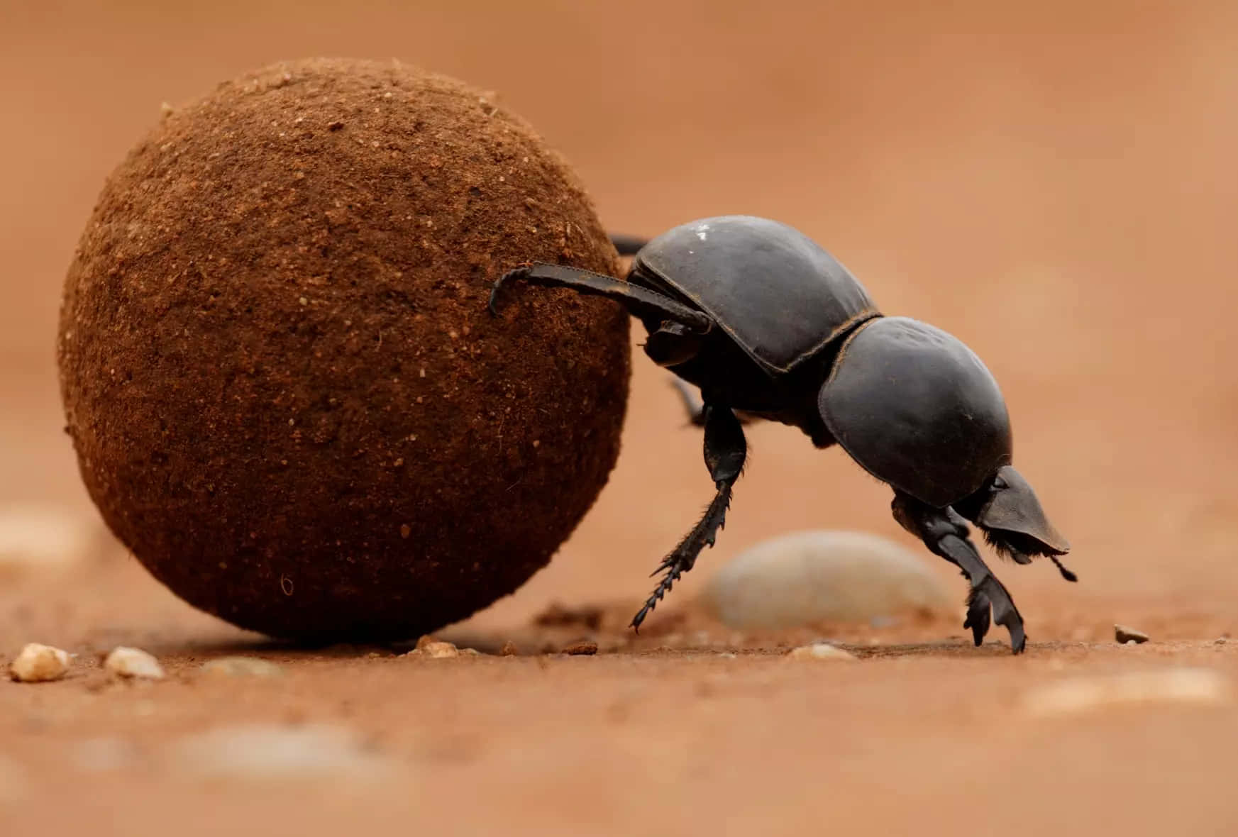 Dung Beetle Hardat Work.jpg Wallpaper