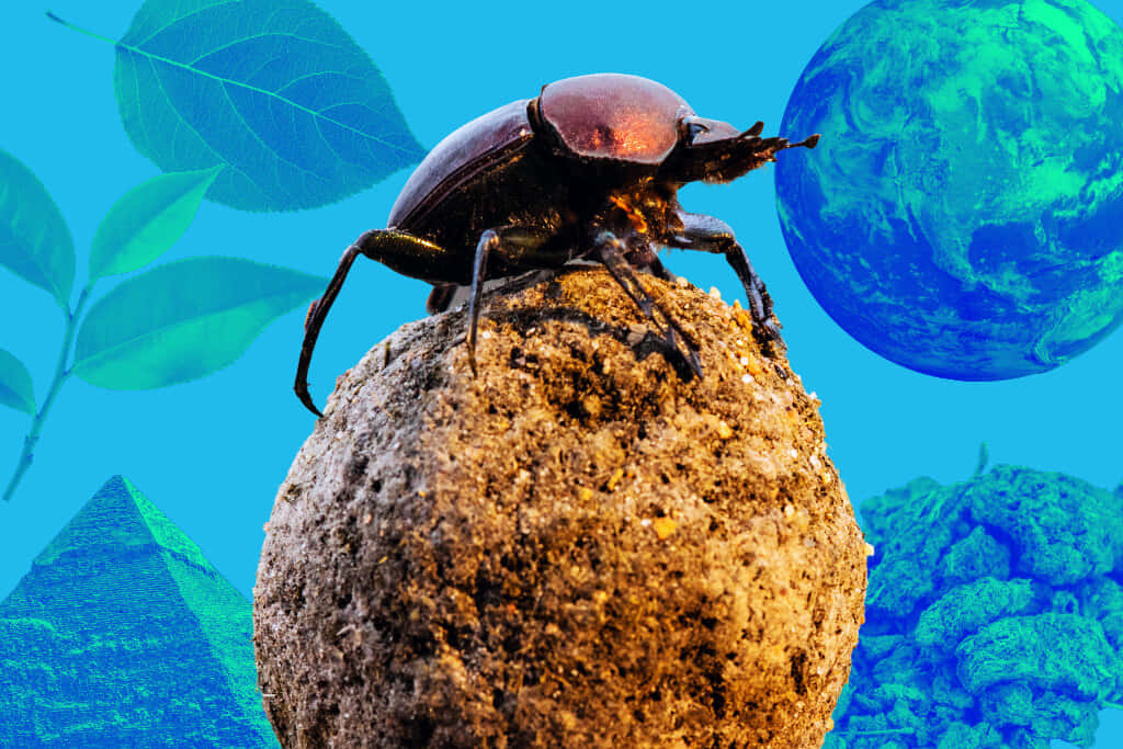 Dung Beetle Pushing Ball Against Surreal Backdrop Wallpaper