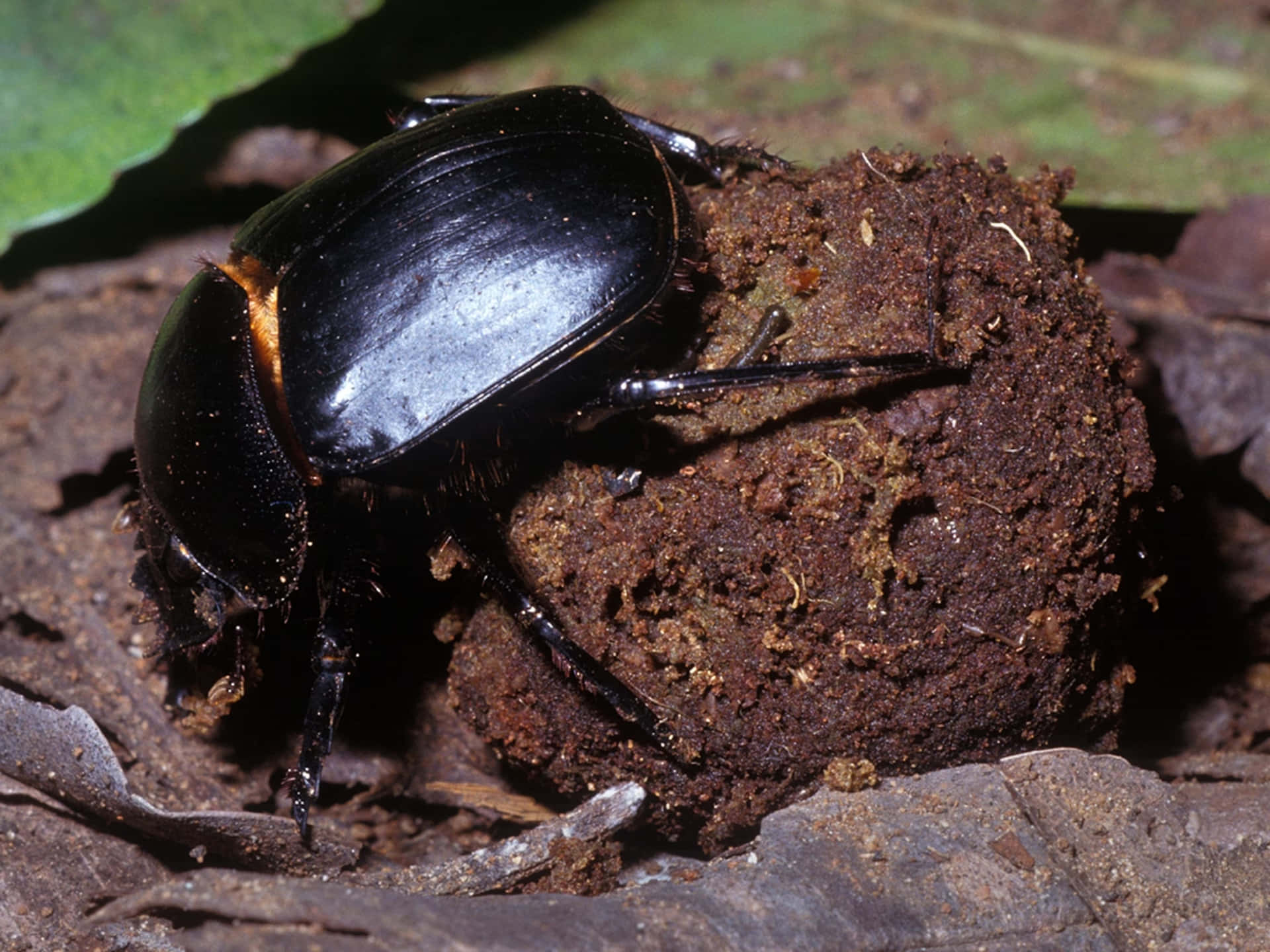 Dung_ Beetle_with_ Ball_of_ Dung.jpg Wallpaper