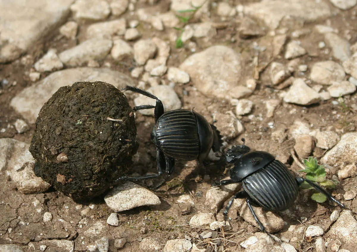 Dung Beetle På Jobb.jpg Bakgrunnsbildet