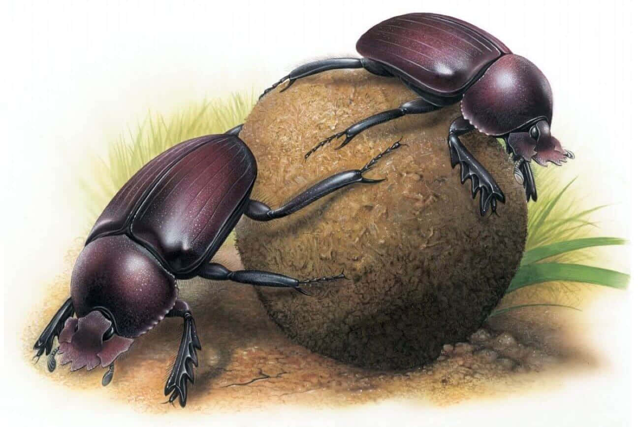Dung Beetles At Work.jpg Wallpaper