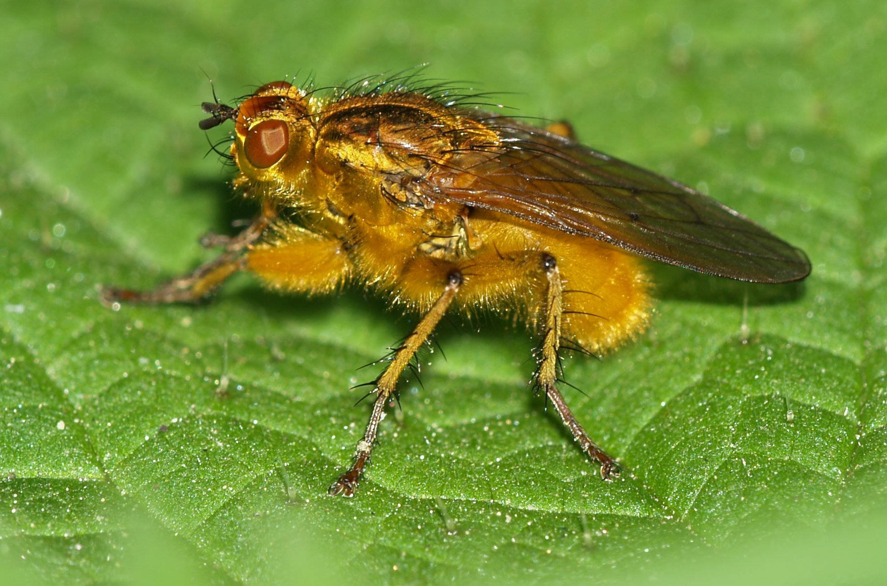Dung Fly Wallpaper