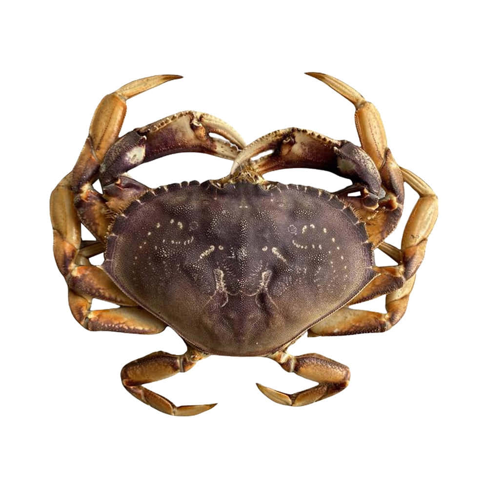 Dungeness Crab Isolatedon White Wallpaper