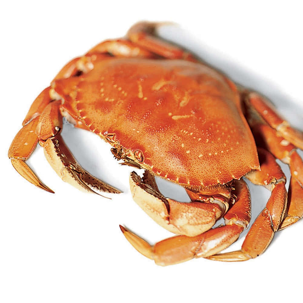 Dungeness Crab Isolatedon White Wallpaper
