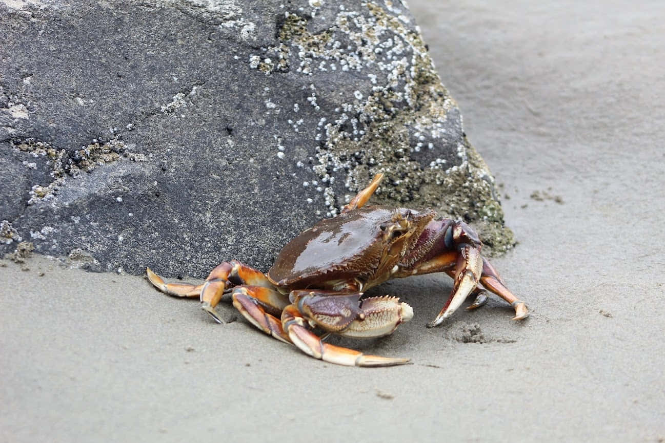 Dungeness Crab Near Rockon Sandy Beach Wallpaper