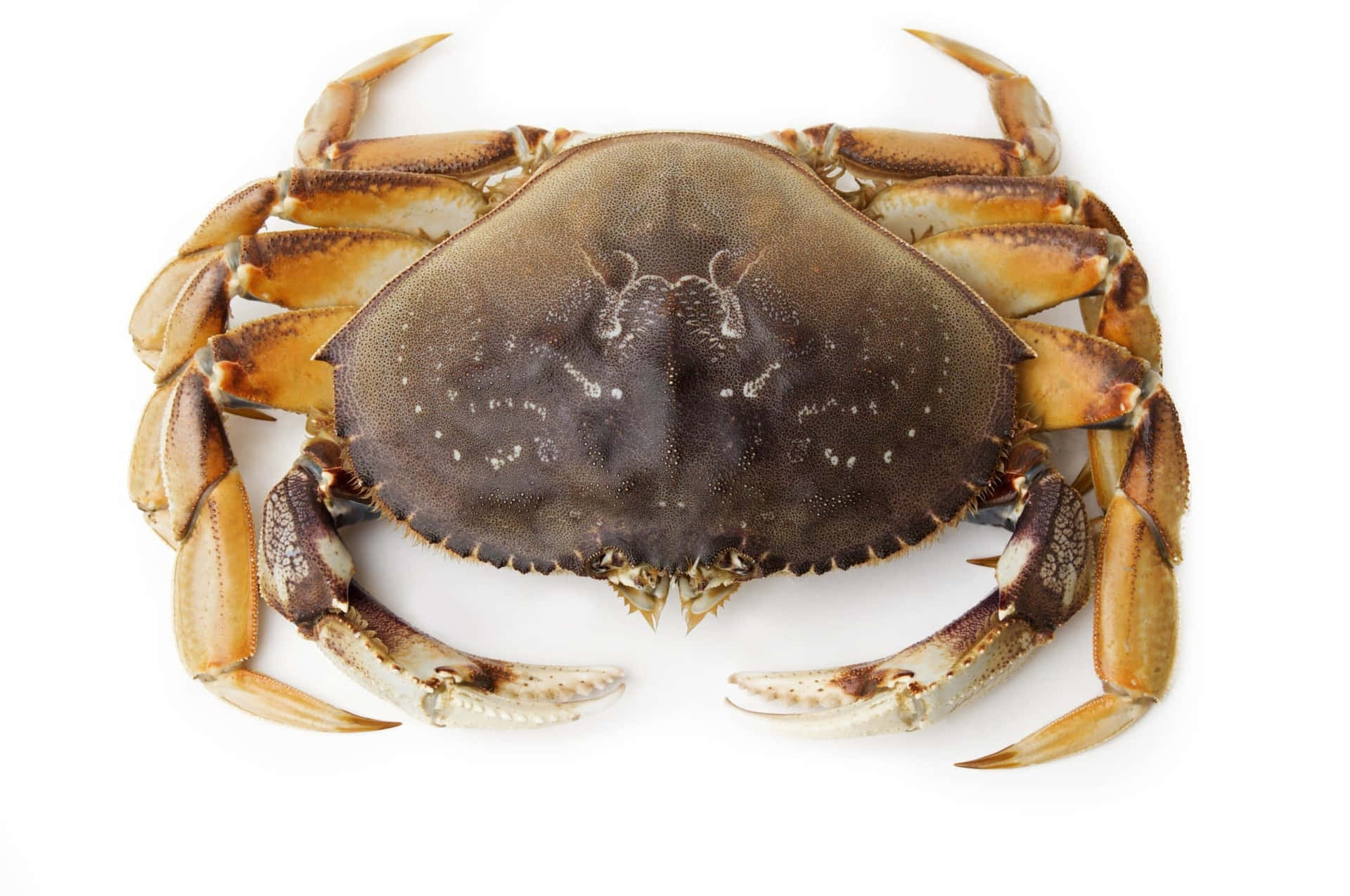 Dungeness Crab Top View Wallpaper