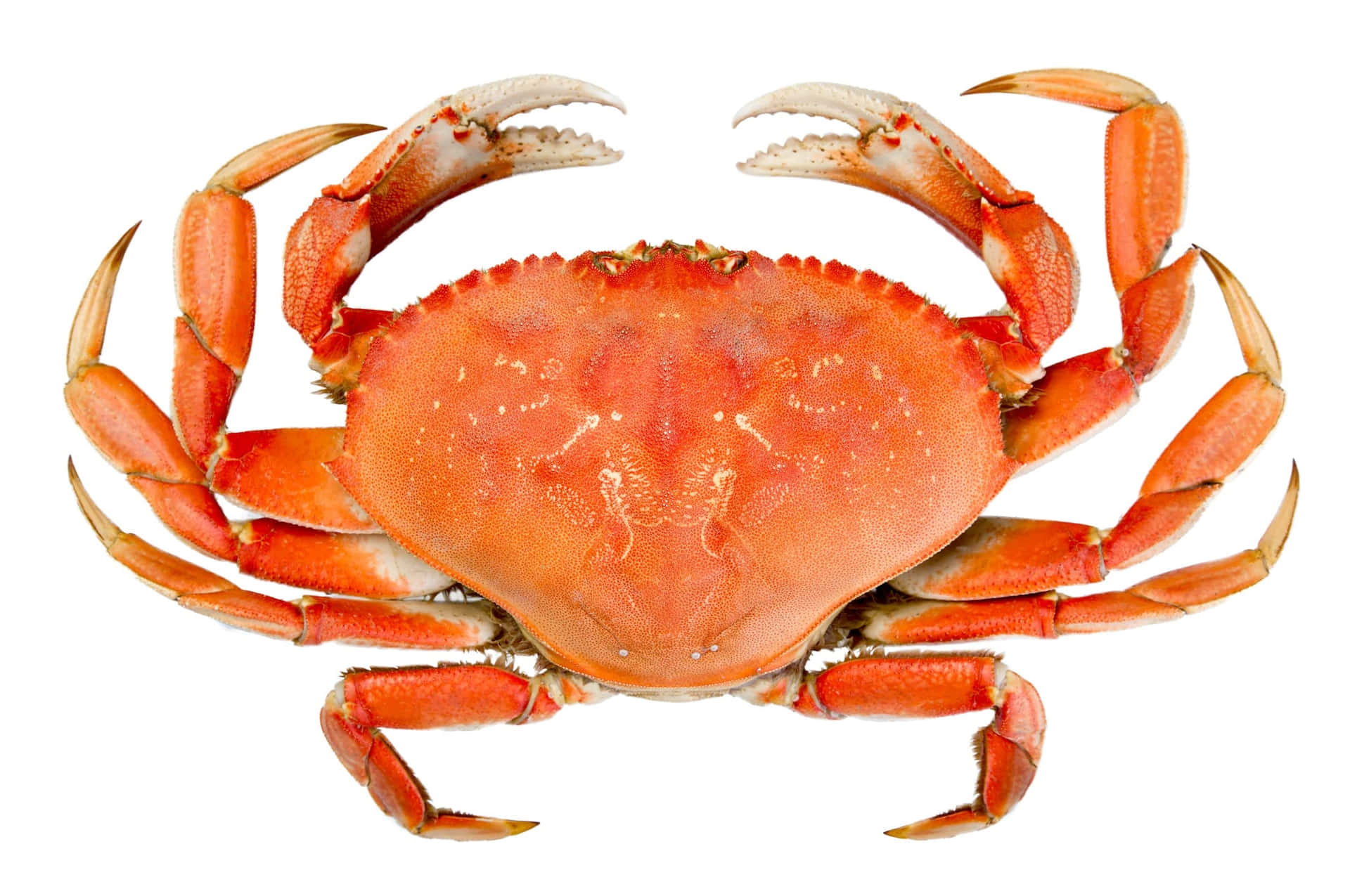Dungeness Crab Top View Wallpaper